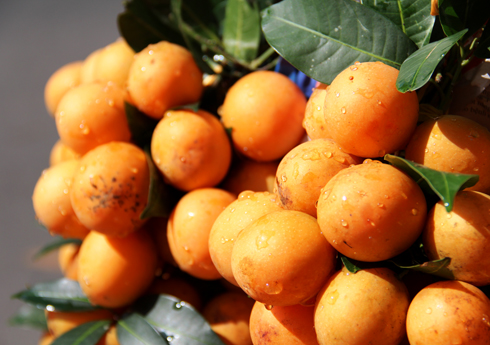 Thanh trà,cây thanh trà,Bouea gandaria Blume,Bouea macrophylla Griff,Anacardiaceae,Sapindales,Marian plum,Gandaria,Marian mango,Plum mango,cây ăn quả