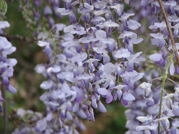 Hoa Tử Đằng,hoa tử đằng,sắn tía,đậu tía,Wisteria sinensis,wisteria,Fabaceae,hoa tình yêu,Nhật Bản