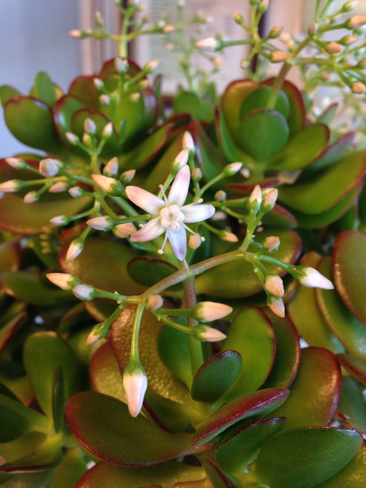 Cây ngọc bích,cay ngoc bich,ngọc bích,ngoc bich,cây phỉ thúy,cây tình bạn,cây may mắn,cây kim tiền,Money Plant,lucky money,cây ngày tết