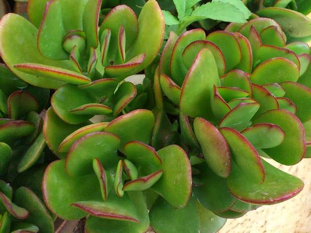 Cây ngọc bích,cay ngoc bich,ngọc bích,ngoc bich,cây phỉ thúy,cây tình bạn,cây may mắn,cây kim tiền,Money Plant,lucky money,cây ngày tết