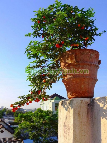 Cây Kim Quýt,Triphasia trifolata, cây kim quýt, hình ảnh cây kim quýt, cây kim quýt bonsai, cây bonsai, cay kim quyt bonsai, cây kim quýt đẹp, ý nghĩa cây kim quýt, cay kim quyt,