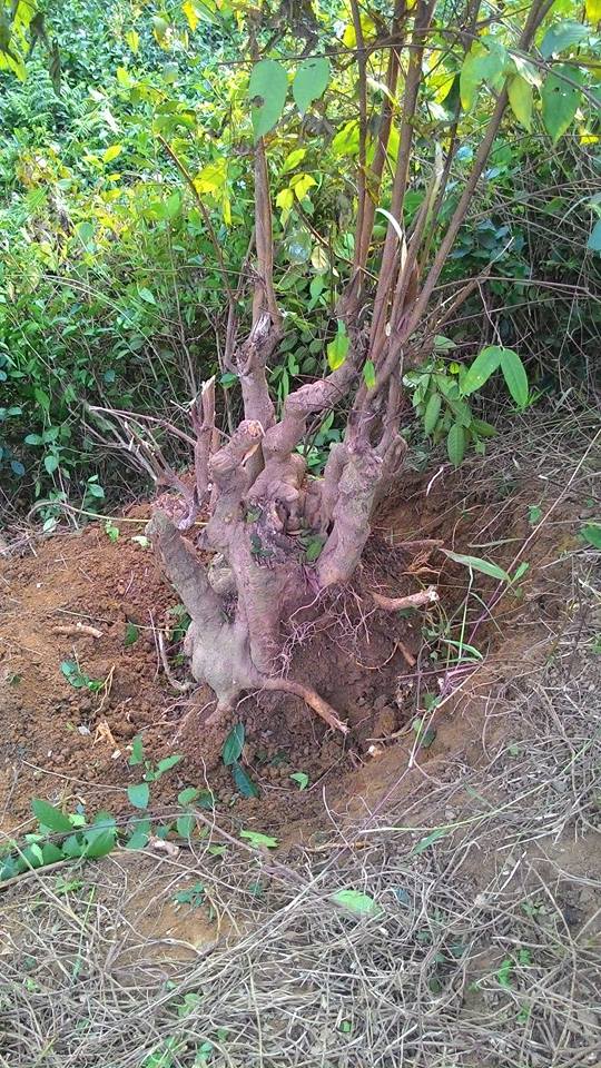 Thừng mực,cây thừng mực,cây lồng mức