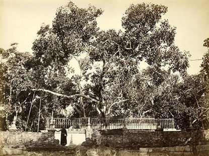 Cây đa