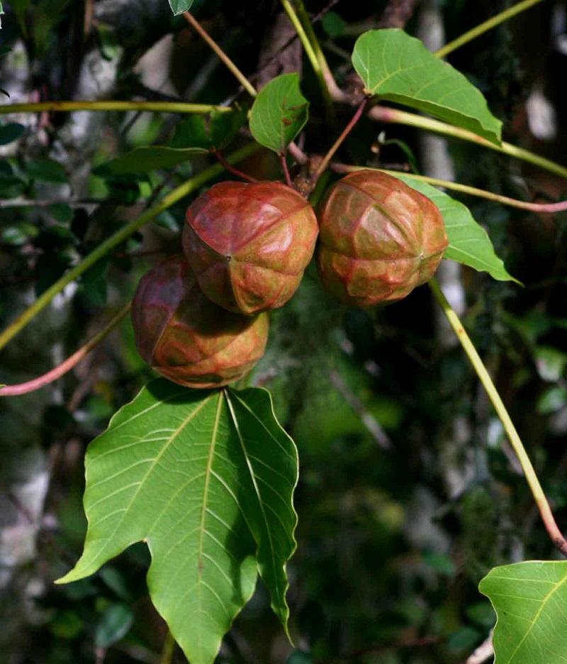 Cây trẩu,trẩu,trẩu nhăn,lai,quả trẩu,hoa trẩu,vernicia montana,loài cây mộc