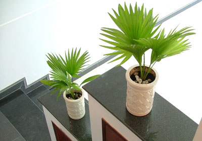 Cọ Nhật