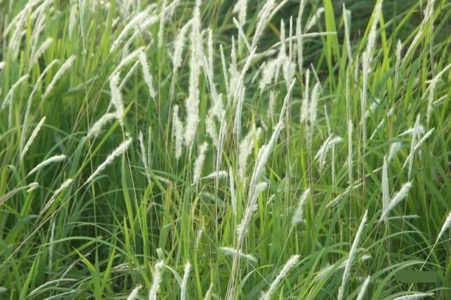 Cỏ tranh,bạch mao,bài thuốc từ rễ cỏ tranh,Imperata cylindrica,Imperata cylindrica (L.) Beauv,họ Lúa,poaceae,bài thuốc từ cỏ tranh,tác dụng của cỏ tranh