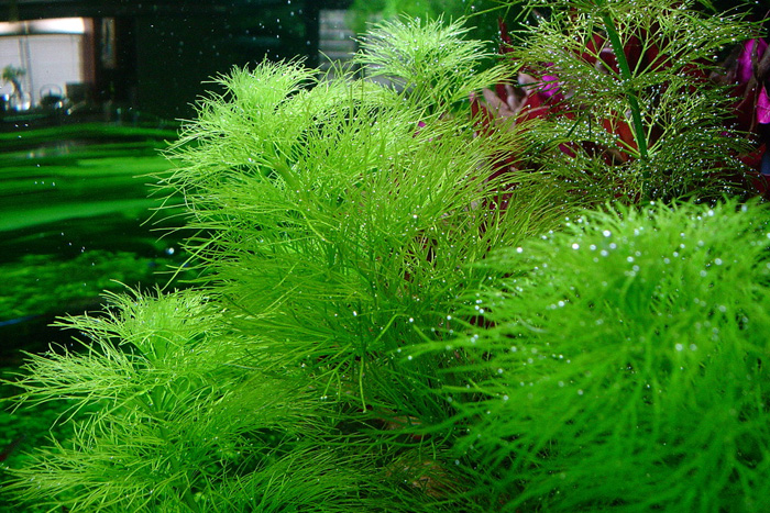 Rong lá ngò,tiềm liên,Cabomba caroliniana,cây thủy sinh