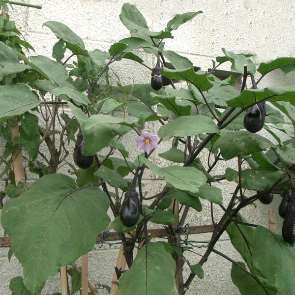 Cà tím,cà dái dê,Solanum melongena,họ cà,họ khoai tây,Solanaceae,tác dụng của cà tím