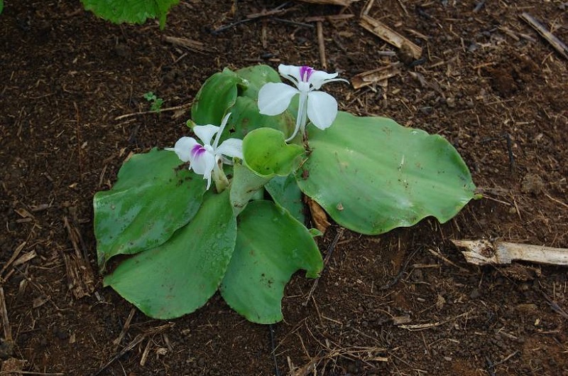 Địa liền,thiền liền,tam nại,sơn nại,sa khương,kaempferia galanga,họ Gừng,Zingiberaceae,tác dụng của địa liền,củ địa liền,bài thuốc từ địa liền,địa liền ngâm rượu