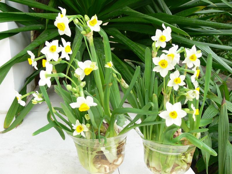 Hoa thủy tiên,hoa ngày Tết,Narcissus,sự tích hoa Thủy Tiên ngày Tết,Tết,Tết Nguyên đán