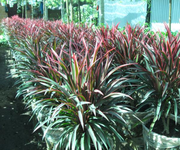 Cây ánh dương - hồng phát tài