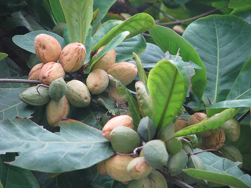 Quả bàng