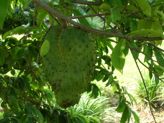 Mãng cầu Xiêm,mãng cầu gai,na Xiêm,na gai,Annona muricata