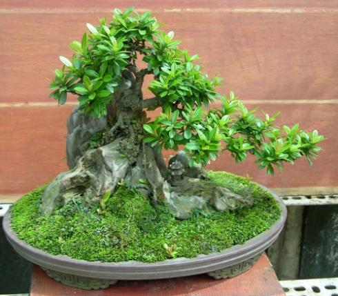 Cây cảnh bonsai đẹp