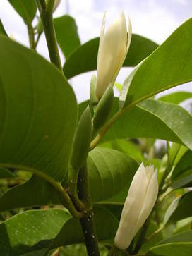 Bạch ngọc lan (Michelia alba)
