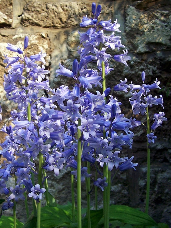 Hoa chuông xanh,hoa chuông,Bluebells,Hyacinthoides
