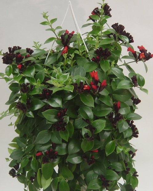 Cây Son Môi,Kim Ngư,cây Môi Son,lan Môi Son,lan Son Môi,cây Hoa Son Môi,Aeschynanthus lobbiana,Lipstick Plant,họ Tai Voi,Gesneriaceae