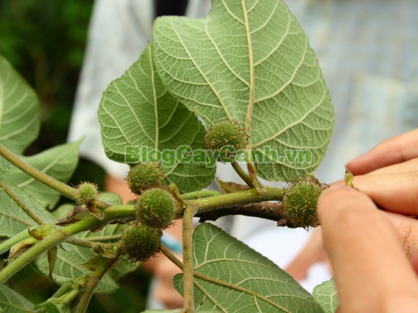 Cây Dướng,cây dướng, cây ró, cây cốc, cây cấu, cây dâu giấy, họ dâu tằm, họ Moraceae, cây dó, tên khoa học Broussonedia Papyrifera (L) Vent.,hình ảnh cây dướng, cây dướng chữa bệnh, công dụng của cây dướng, tác dụng của cây dướng, cay duong,