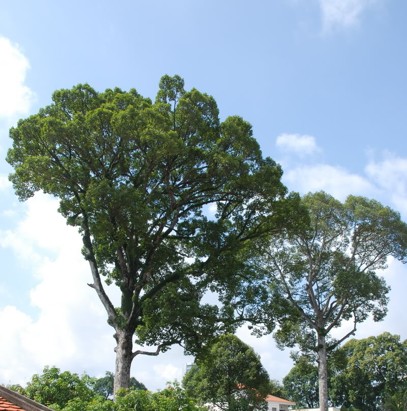 Dầu rái,cây dầu rái,dầu con rái,dầu nước,cây dầu nước,dipterocarpus alatus