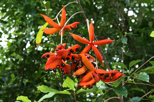 Cây sang,cây giầu sang phú quý,cây sang trọng,cây phong thủy,sterculia lanceolata,cây công trình