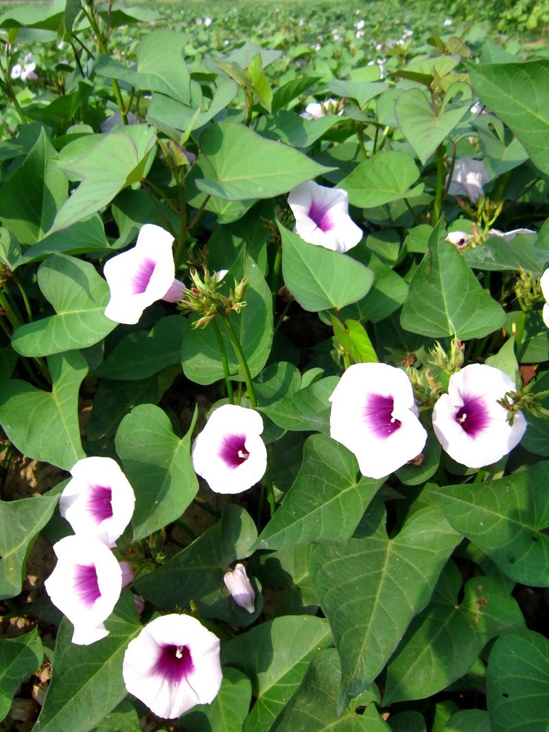 Khoai lang,Ipomoea batatas,củ khoai lang,các loại khoai lang,khoai lang tím,khoai lang ruột đỏ,khoai lang ruột vàng,công dụng y học của khoai lang,tác dụng của khoai lang,khoai lang Hoàng Long,khoai lang lệ cần,khoai lang tím Nhật,khoai lang tím Nhật ở Bình Tân,họ bìm bìm,Ipomoea,Convolvulaceae