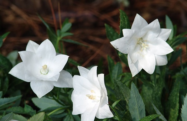 Hoa sao băng,Hoa sao băng