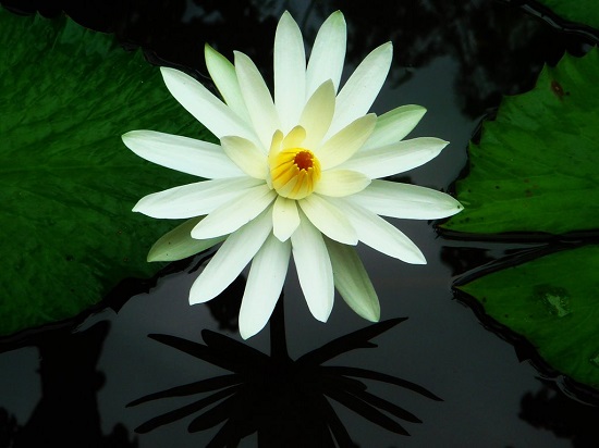 Hoa súng trắng