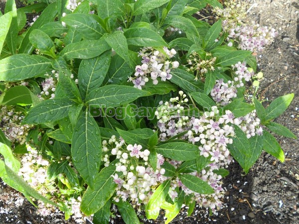 Cây Thường Sơn,cây thường sơn, cây thường sơn chữa sốt rét, công dụng của cây thường sơn, cây thường sơn chữa bệnh, tác dụng của cây thường sơn, cây khởi tía, cây tê quân, cây nam thường sơn, cây bạch thường sơn, cây thường sơn tía, cây hoàng thường sơn, cây thực tất, cây áp niệu thảo, cây kê niệu thảo ,Dichroa febrifuga Lour., họ Tú cầu, họ Thường Sơn,Hydrangeaceae,.