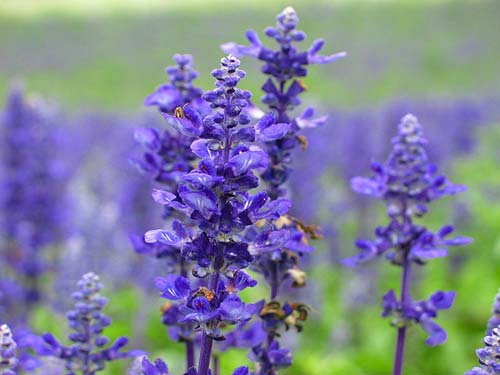 Hoa oải hương,Lavendula,Lavandula angustifolia,Lavender,common lavender,true lavender,narrow-leaved lavende,ý nghĩa hoa oải hương,họ Hoa môi,Lamiaceae