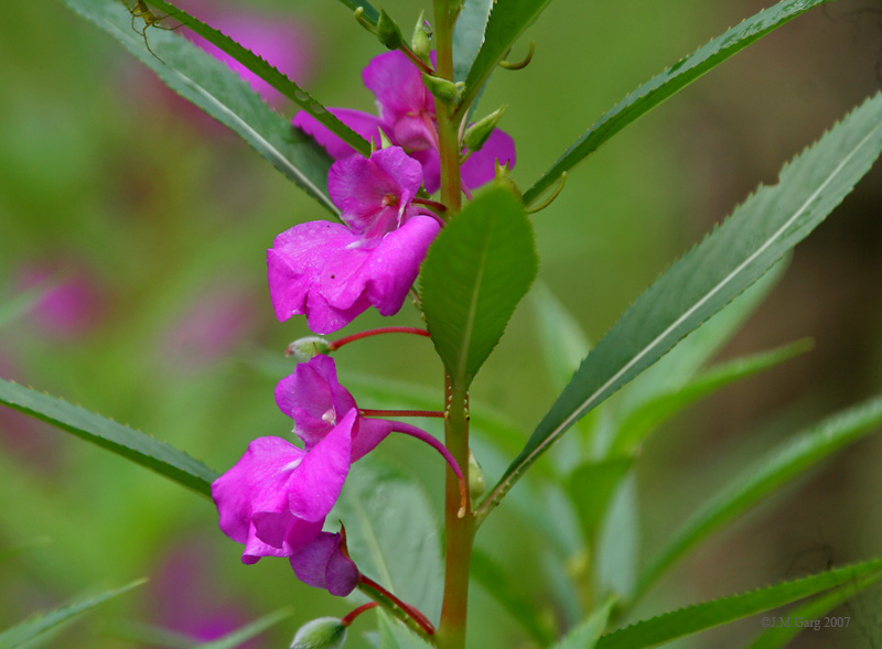 Cây bóng nước,bóng nước,cây móng tay,phượng tiên hoa,Impatiens balsamina,Balsaminaceae,cây thuốc,tác dụng của cây bóng nước,bài thuốc từ cây bóng nước,cây bóng nước làm thuốc