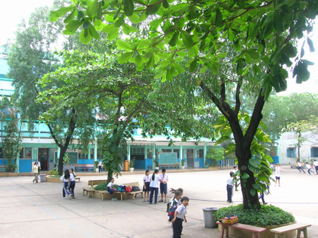 Cây bàng là cây được trồng nhiều ở sân trường học và đã trở nên thân thuộc với nhiều lứa tuổi học trò