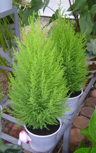 Cây tùng thơm,cay tung thom,cây tùng,tùng thơm,tung thom,tùng hương,Cupressus macrocarpa