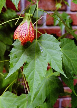 Hoa bụp lồng đèn,bụt lồng đèn,bụp lồng đèn,hoa dâm bụt,hoa râm bụt,bông bụt,bông bụp,Abutilon pictum,Flowering Maple,họ cẩm quỳ,Malvaceae
