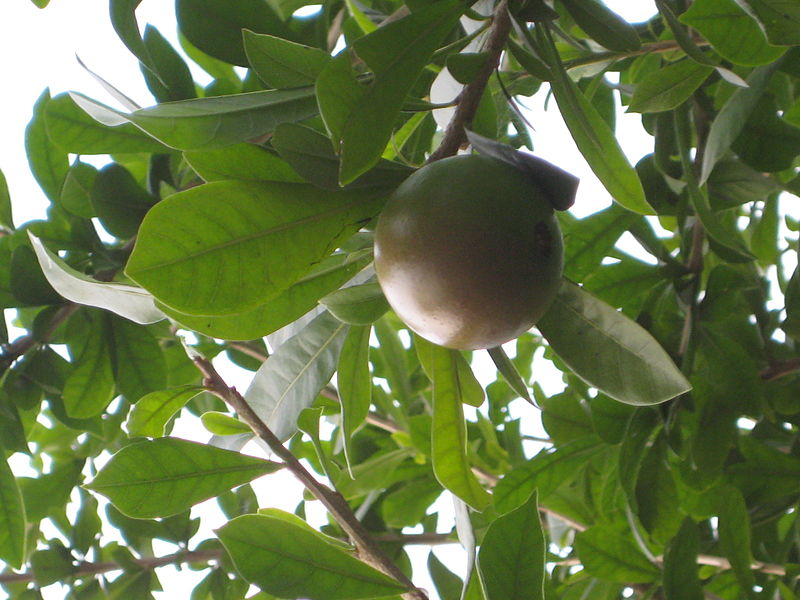 Đào tiên,cây đào tiên,cây đào,cây trường sinh,quả trường sinh,Crescentia cujete,họ chùm ớt,họ Đinh,họ Núc nác,họ Quao,Bignoniaceae