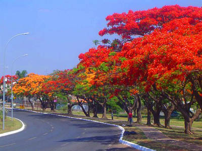 Phượng vĩ,phuong vi,phượng vỹ,cây phượng vĩ,cây phượng,phượng,hoa phượng,hoa phượng đỏ,hoa học trò,cây xoan tây,điệp tây,Delonix regia,Fabaceae,phượng hoàng mộc,kim hoàng,Flamboyant,Royal poinciana,Mohur tree,thành phố hoa phượng đỏ,Hải Phòng