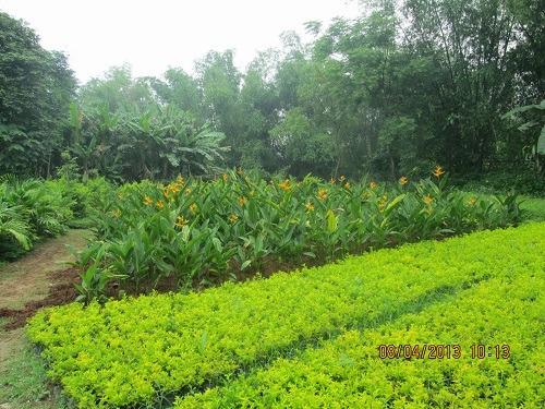 Cây xanh Đà Nẵng