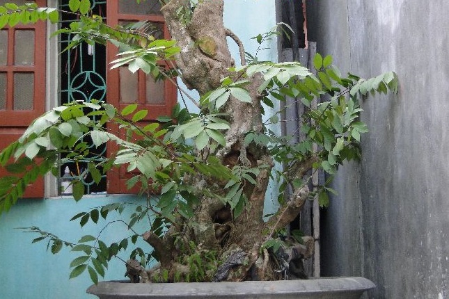 Thừng mực,cây thừng mực,cây lồng mức