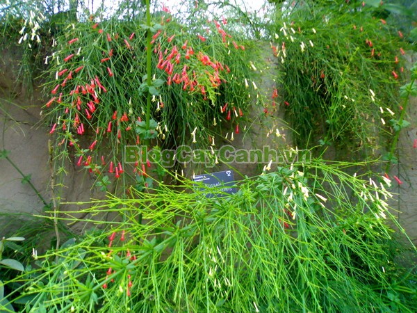 Cây Liễu Tường Hoa Đỏ,cây liễu tường hoa đỏ, họ Hoa mõm sói , Scrophulariaceae., hình ảnh cây liễu tường hoa đỏ, Russelia equisetifomis Schlecht. et Cham., cay lieu hoa do, cây hoa xác pháo, cây xác pháo,