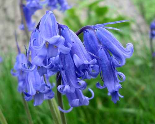 Hoa chuông xanh,hoa chuông,Bluebells,Hyacinthoides