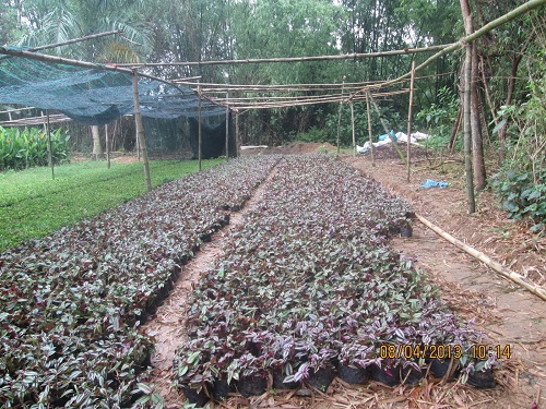 Cây xanh Đà Nẵng