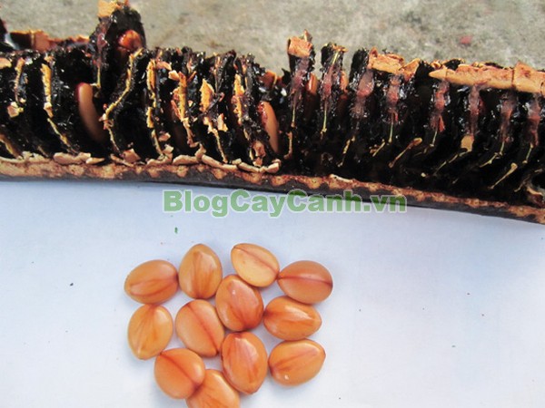 Cây Ô Môi,cây ô môi, hình ảnh cây ô môi, công dụng cây ô môi, cay o moi, cây ô môi chữa bệnh, cách trồng và chăm sóc cây ô môi,