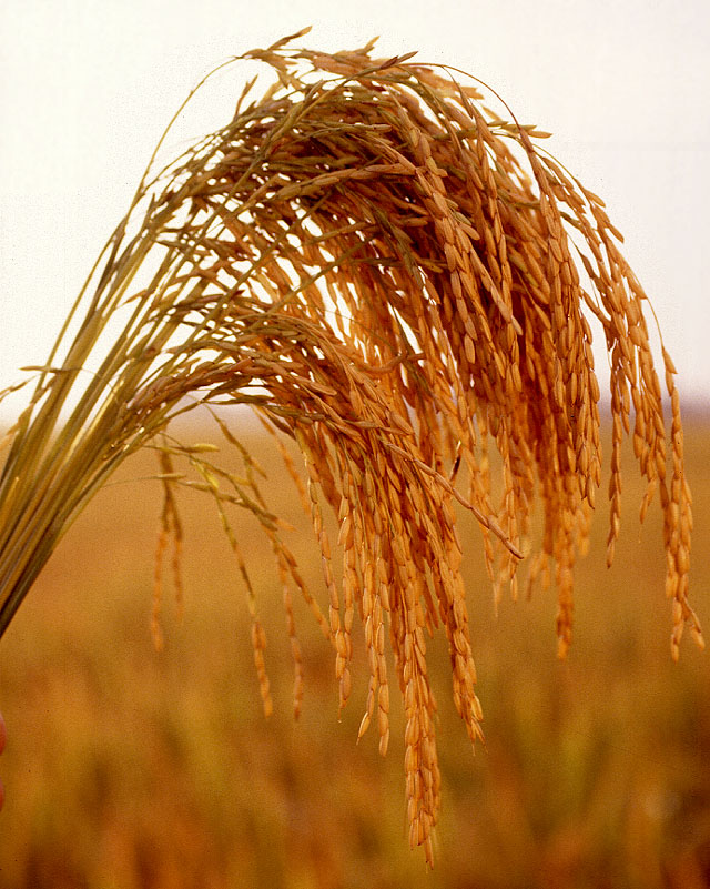 Cây lúa,lúa,Oryza sativa,Oryza glaberrima,họ hòa thảo,họ lúa,họ cỏ,Poaceae,cây lương thực,cây ngũ cốc,ngũ cốc,lục cốc,ruộng bậc thang,ruộng bậc thang Hoàng Su Phì