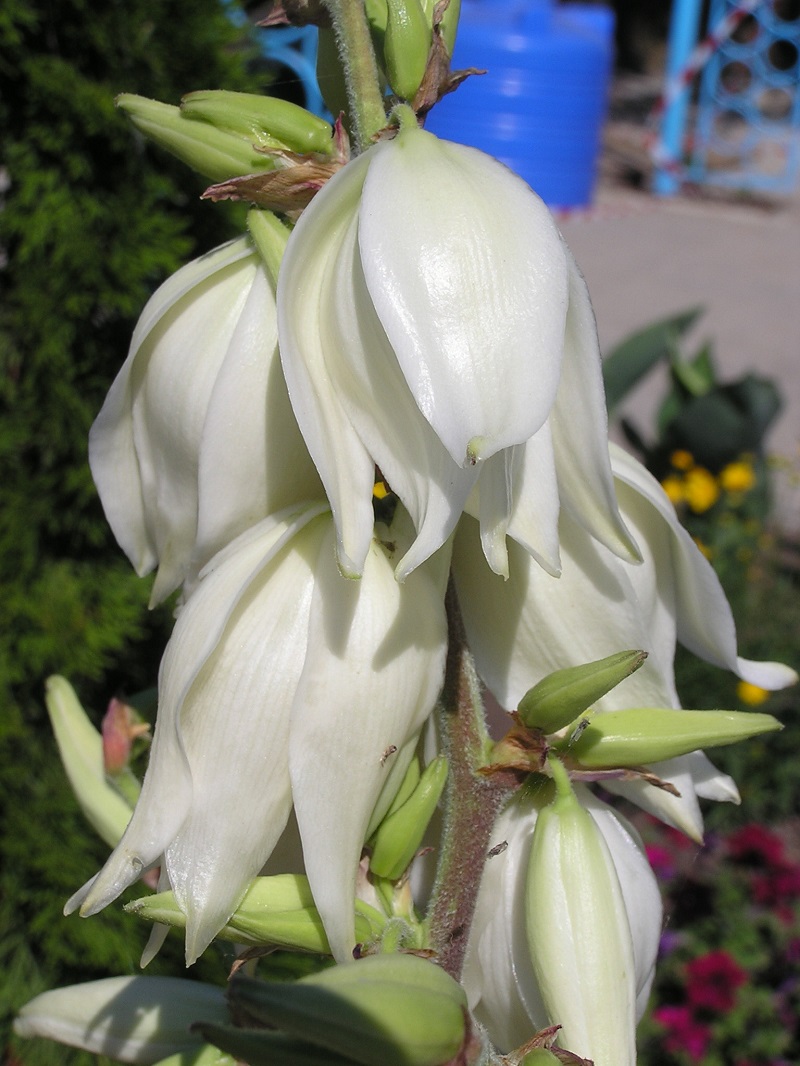 Cây ngọc giá,ngọc giá,cay ngoc gia,cây ngoại thất,Yucca Filamentosa,họ măng tây,họ thiên môn đông,Asparagaceae