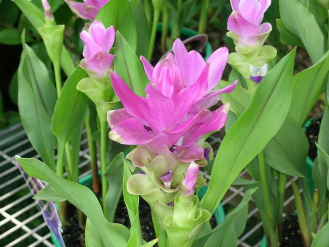 Cây nghệ,nghệ nhà,nghệ trồng,khương hoàng,Curcuma longa,họ gừng,Zingiberaceae,cây thuốc,tác dụng của củ nghệ,củ nghệ làm thuốc,củ nghệ trong ẩm thực
