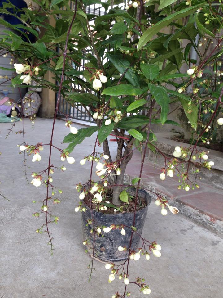 Cây ngọc minh châu,ngọc minh châu,cây ngày Tết,cây phong thủy