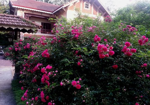 Hoa hồng leo,hoa hong leo,hồng leo,hồng dây,hoa hồng,hồng tường vi,hồng tầm xuân,hồng dây hoa trắng,cây leo,cây hoa,cây giàn leo,cây trang trí sân vườn,cây trang trí hàng rào