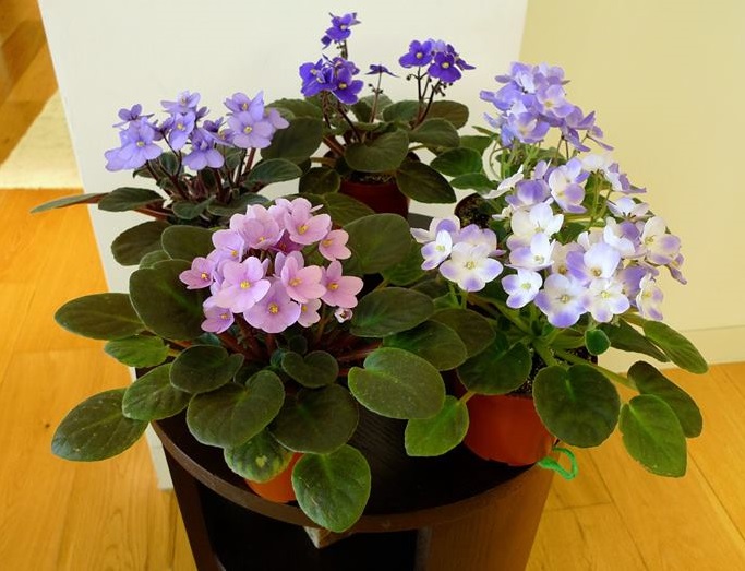 Hoa tử linh lan,tử linh lan,violet châu Phi,violet,hoa violet,Saintpaulia,African Violet