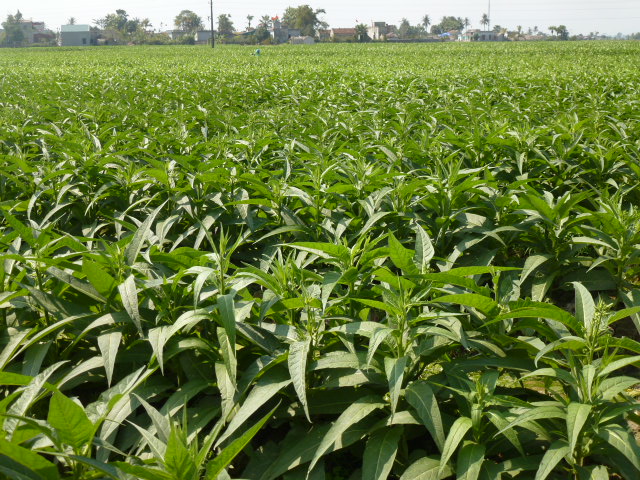 Thuốc lào,Nicotiana rustica,chi thuốc lá,Nicotiana,tác hại của thuốc lào,hút thuốc lào