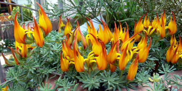 Hoa mỏ vẹt,mỏ vẹt,Lotus berthelotii,họ đậu,Fabaceae,hoa quý hiếm,hoa đẹp