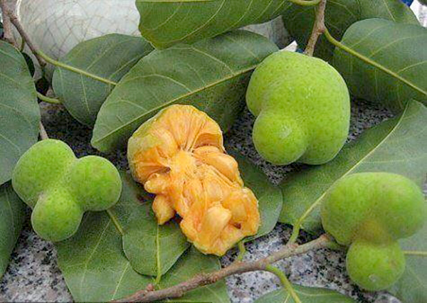 Quả chay
